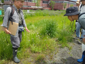 梅原講師と河川敷を歩いて開花植物を観察