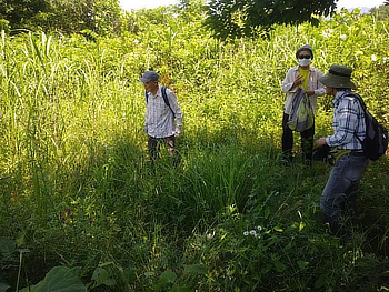 参加者による自生地の確認と除草・かく乱作業