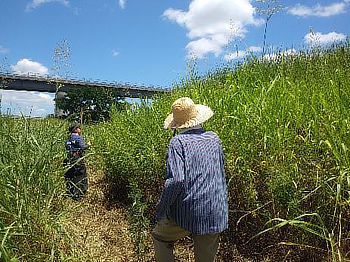 オオブタクサがたくさん生えています