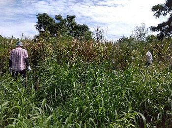 オギ移植地の場所確認中