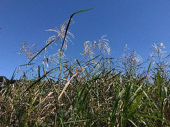 A地区オギ原のクズ