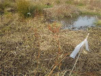 ツル類や多年草が増えてタコノアシがその下に埋もれる状態