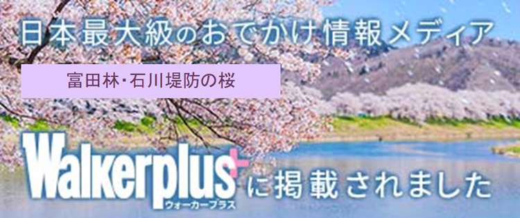 富田林・石川堤防の桜:ウォーカープラス花見特集バナー