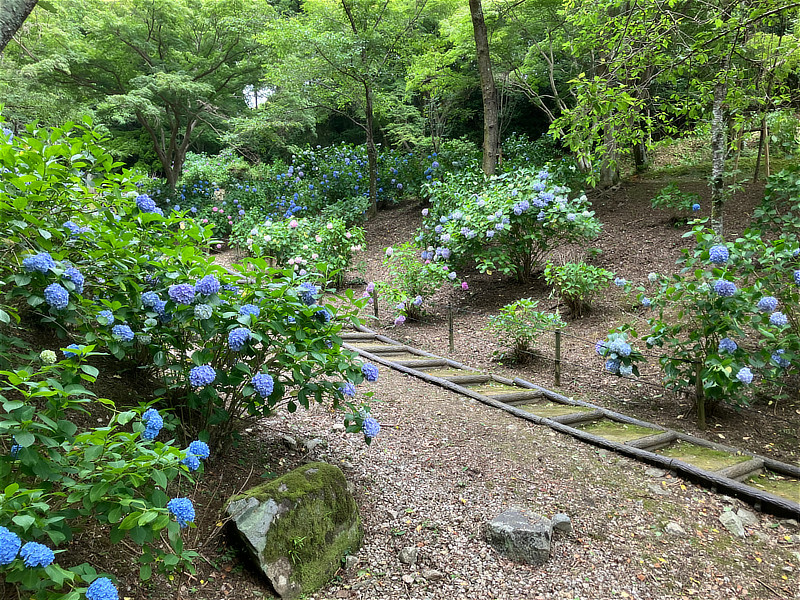 奥河内あじさい公園のあじさい