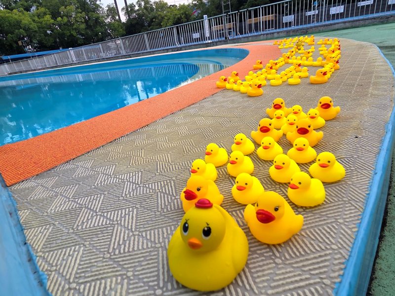 幼児用プ-ルにアヒル隊長デビュー