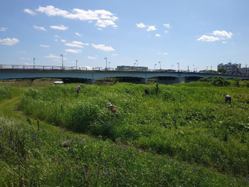 「石川自然クラブ」活動の様子：オギ草原（河南橋右岸）伸び出したクズのツル退治している参加者たち