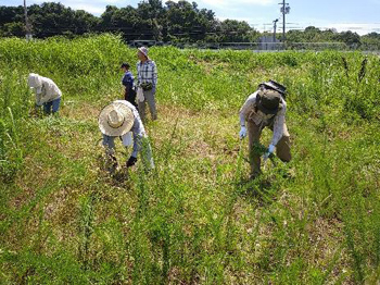 熱中症を警戒しながら、カヤネズミの営巣調査と一年草地の除草作業する参加者