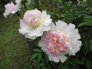 シャクヤク園の開花情報