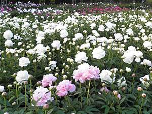 シャクヤク園の開花情報