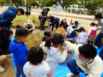 「アサガオの種取り」レポート