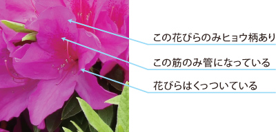 ツツジの花の解説画像：花びらのみヒョウ柄あり・この筋のみ管になっている・花びらはくっついている