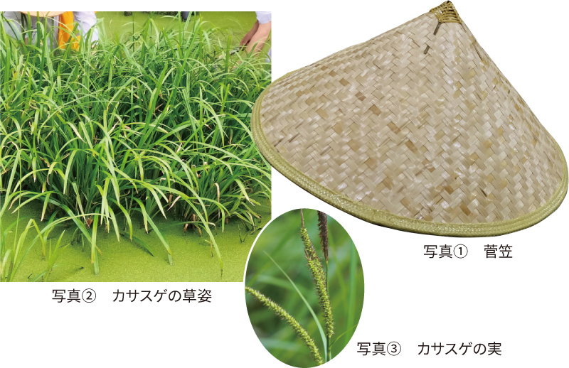 写真①　菅笠、写真②　カサスゲの草姿、写真③　カサスゲの実