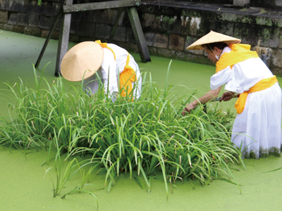 写真⑥　神事用菅の刈取り（浅沢社境内）